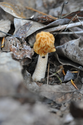 Bohemiškasis aukšliavarpis nuotrauka