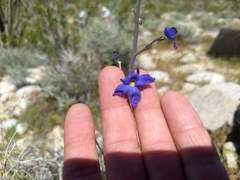 Delphinium parishii subglobosum