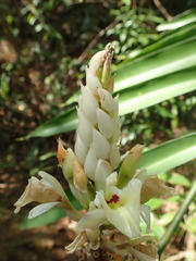 Alpinia oxymitra