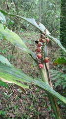 Alpinia × ilanensis, photograph Cheng-Te Hsu, CC BY, iNaturalist via GBIF