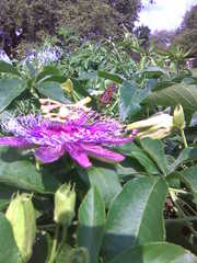 Passiflora incarnata × cincinnata