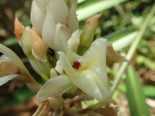 Alpinia oxymitra (Alpinia oxymitra)