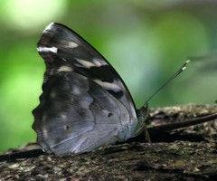 Herona marathus