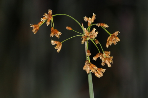 Photograph of Soft-stemmed bulrush