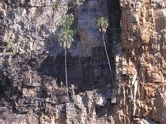 Livistona inermis
