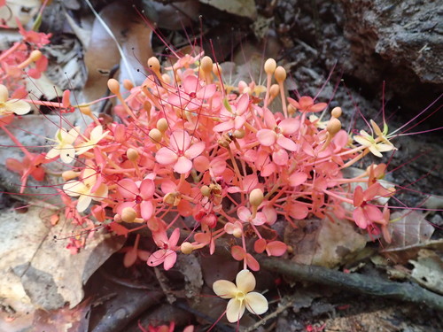 Red Saraca (Saraca declinata)