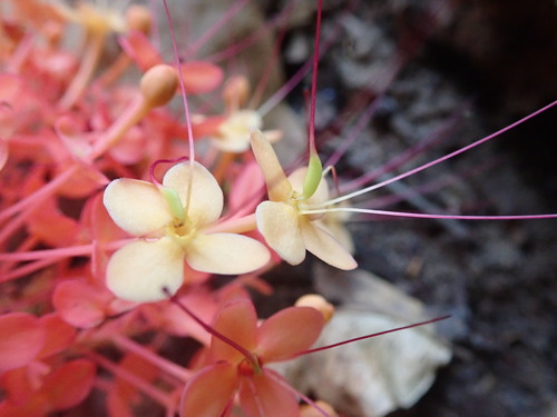 Image of Saraca declinata by (c) Nolan Exe, some rights reserved (CC BY)