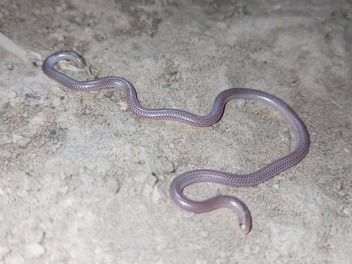 Photo of a Degerbol's Blind Snake (Siagonodon borrichianus)