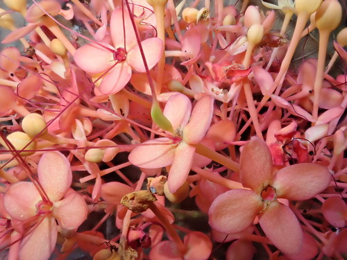 Image of Saraca declinata by (c) Nolan Exe, some rights reserved (CC BY)
