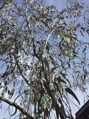 Eucalyptus crenulata