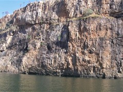 Livistona inermis
