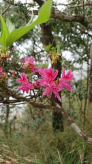 Rhododendron chilanshanense