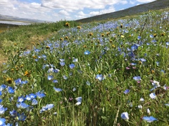 Nemophila menziesii