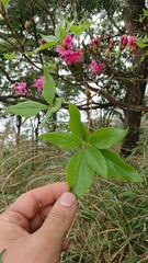 Rhododendron chilanshanense