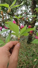 Rhododendron chilanshanense
