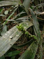 Geonoma macrostachys