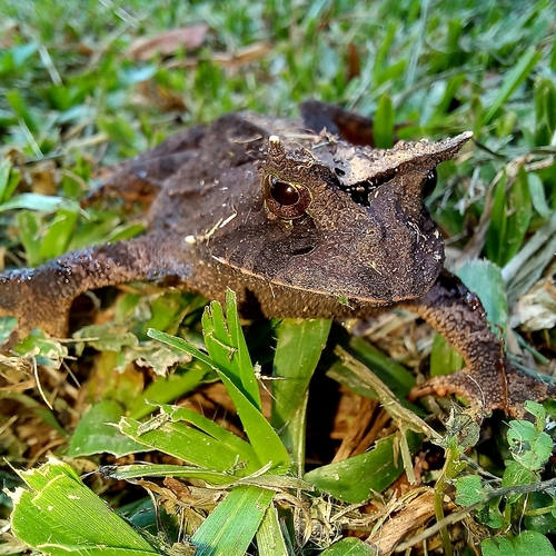 Bioe's Frog, Proceratophrys boiei
