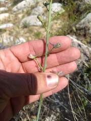 Delphinium parishii subglobosum