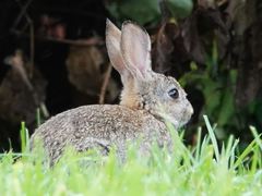 Oryctolagus cuniculus cuniculus