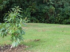 Oryctolagus cuniculus cuniculus