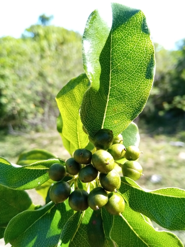 Pittosporum viridiflorum image