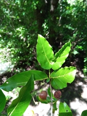 Pyrostria