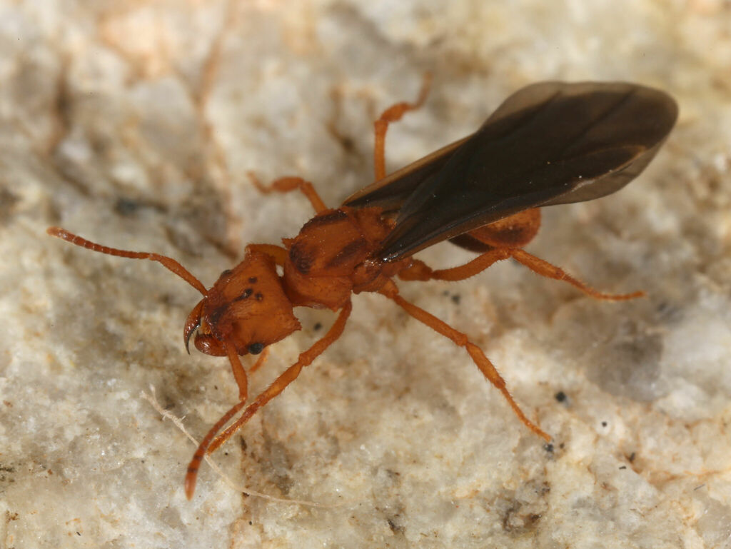 Desert Fungus-farming Ant from 15400 E Colossal Cave Rd, Vail, AZ 85641 ...