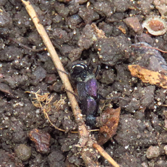 Platydracus violaceus