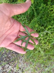 Delphinium parishii subglobosum