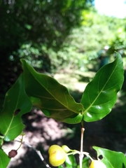 Pyrostria