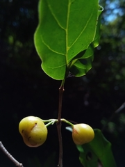 Pyrostria