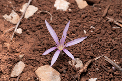 Colchicum pusillum