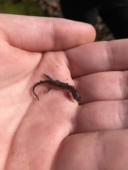 Plethodon jacksoni