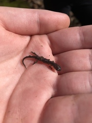 Plethodon jacksoni