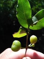 Pyrostria