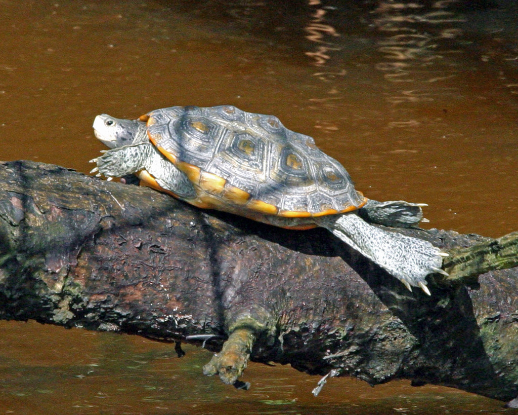 Diamondback Terrapin in November 2011 by Gerold Morrison · iNaturalist