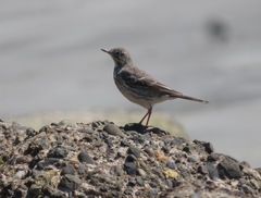 Anthus rubescens japonicus