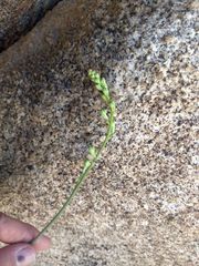 Delphinium parishii subglobosum