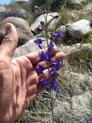 Delphinium parishii subglobosum