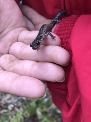 Plethodon jacksoni
