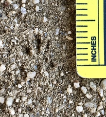 Perognathinae
