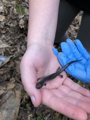 Plethodon jacksoni