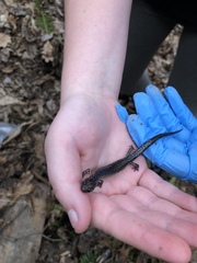 Plethodon jacksoni