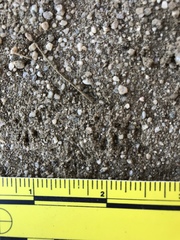 Perognathinae