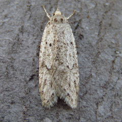 Semioscopis inornata
