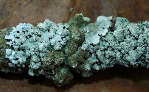 Loop lichens