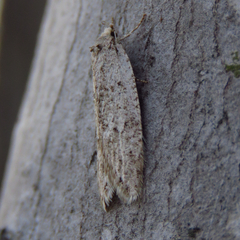 Semioscopis inornata