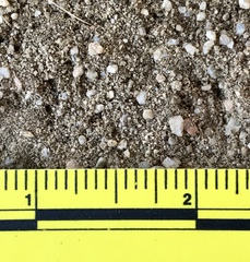 Perognathinae
