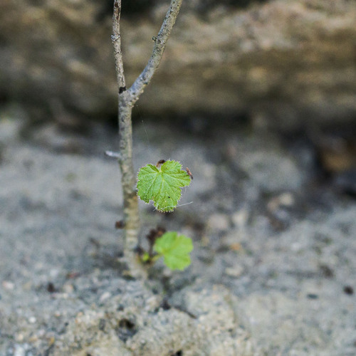 Moreno currant (Ribes canthariforme)