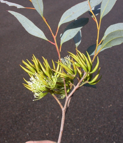 Eucalyptus gardneri 3